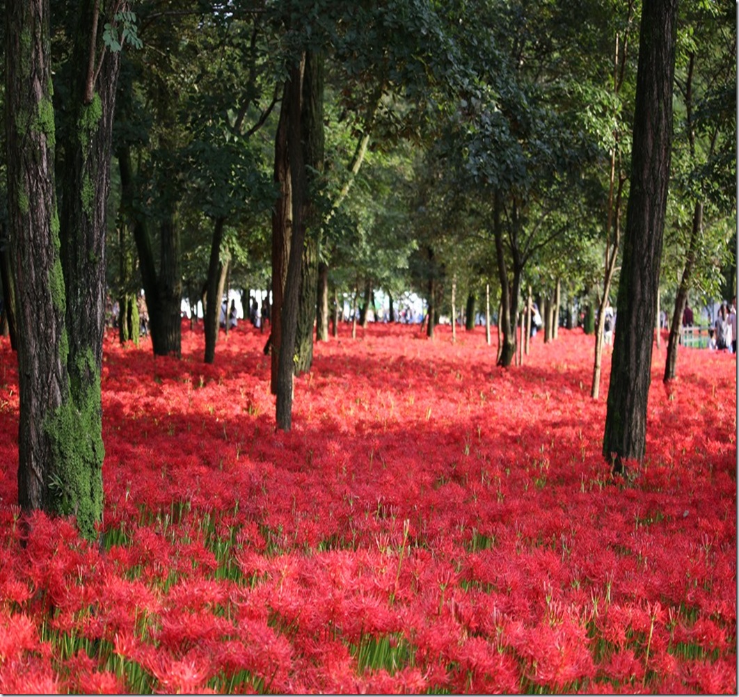Red sea on the forest
