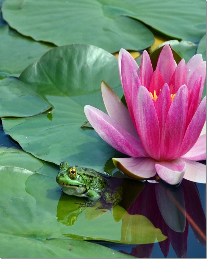 Frog On A Calm Pond
