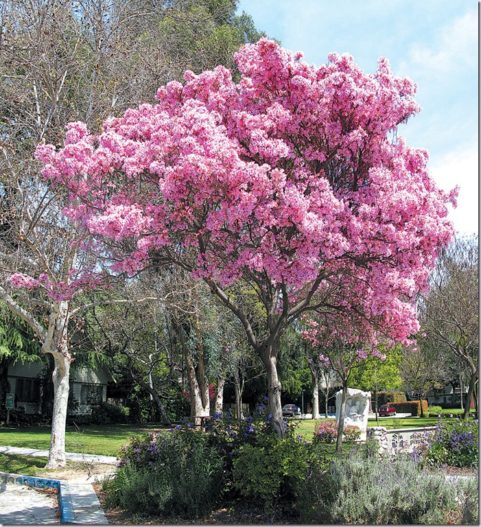 Flowering Amapa Tree